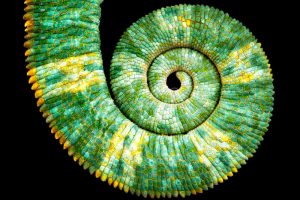 close-view-beautiful-green-colorful-chamaeleo-calyptratus-tail-revealing-mathematic-fibonacci-spiral-curve-black-143227762